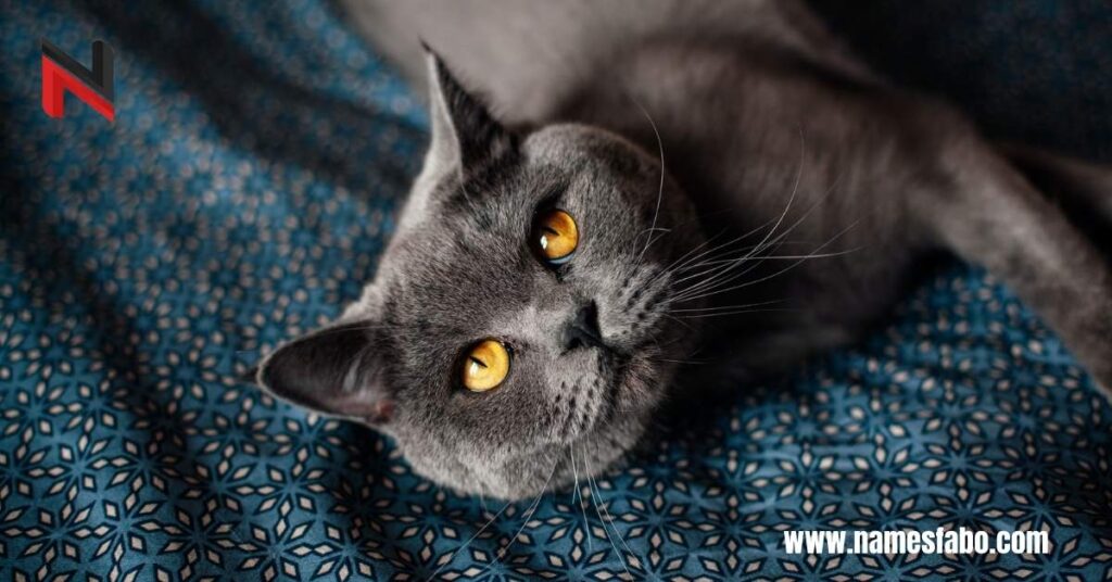 Funny Gray Cat Names