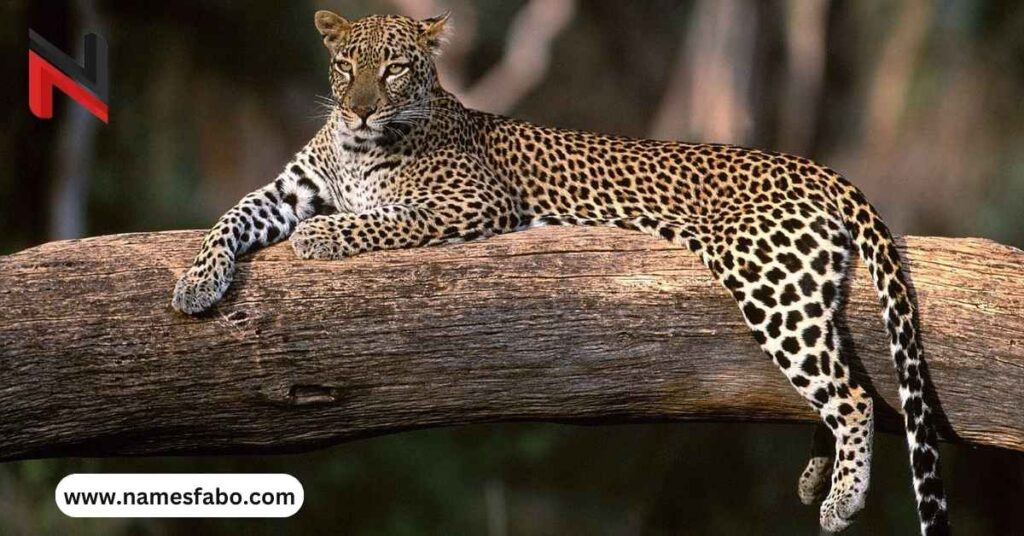 Funny Leopard Names