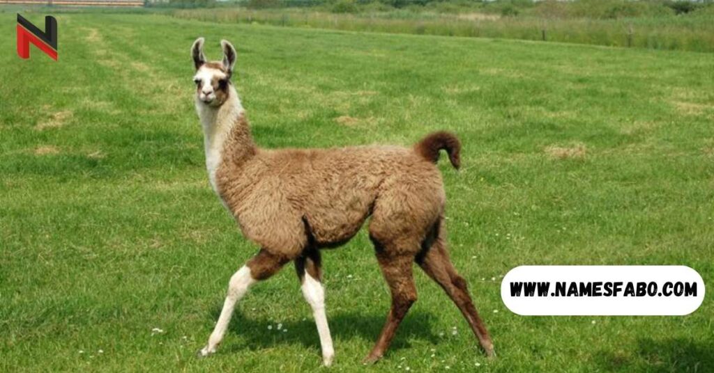 Funny Llama Names (With Meanings)