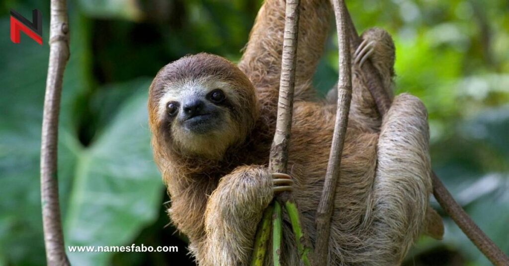 Funny Sloth Names