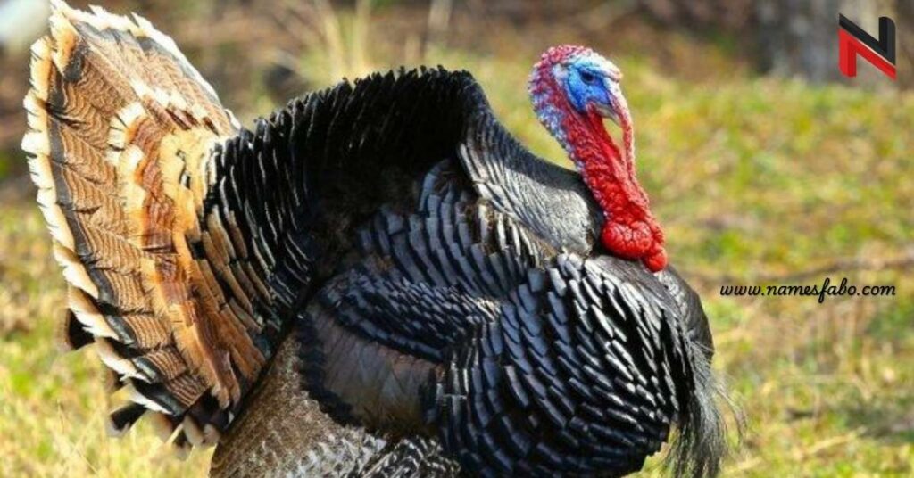 Funny Turkey Names