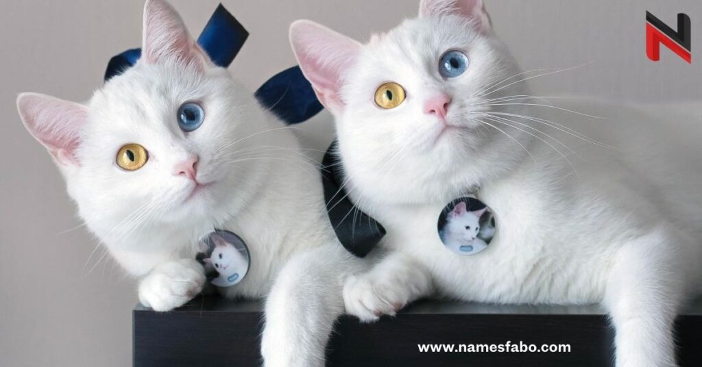 Funny Twin Cat Names