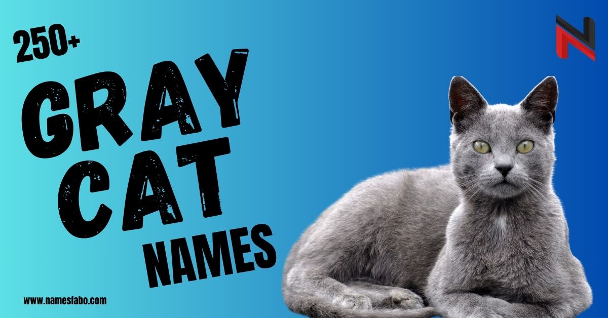 Gray Cat Names