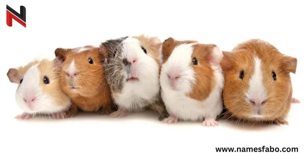 Guinea Pig Names by Color