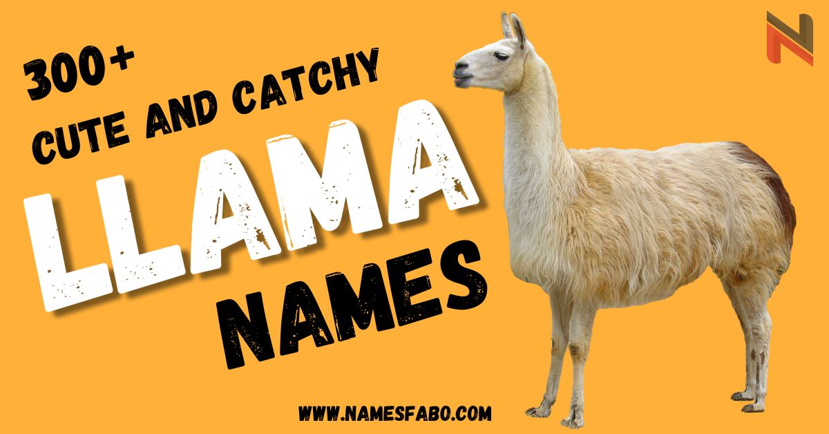 Llama Names