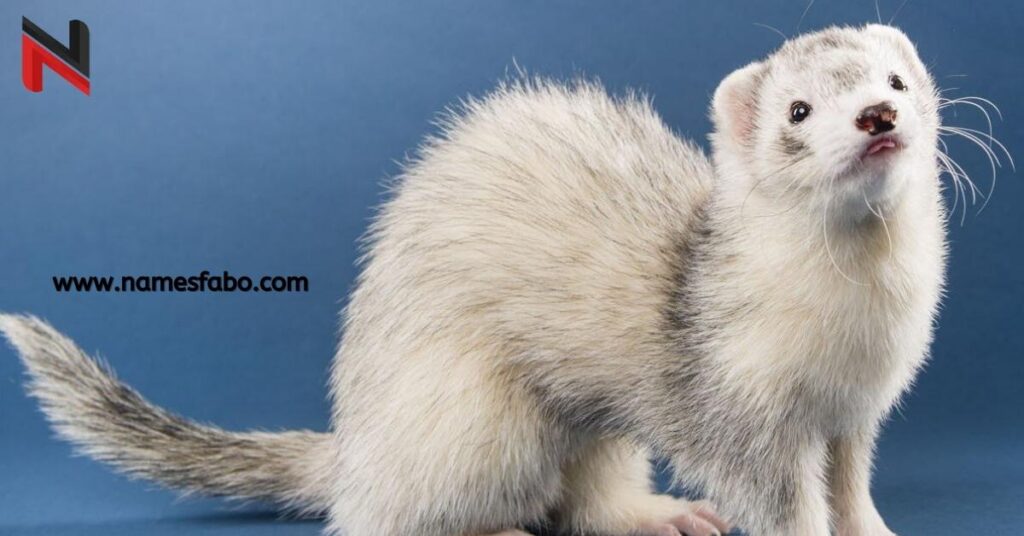 Male Ferret Names