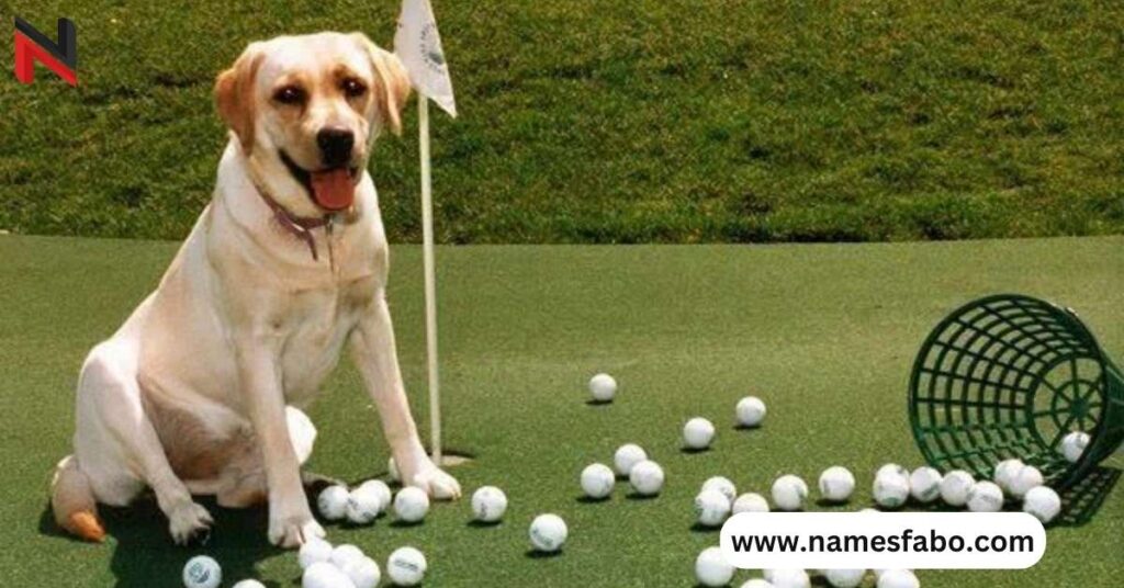 Male Golf Dog Names