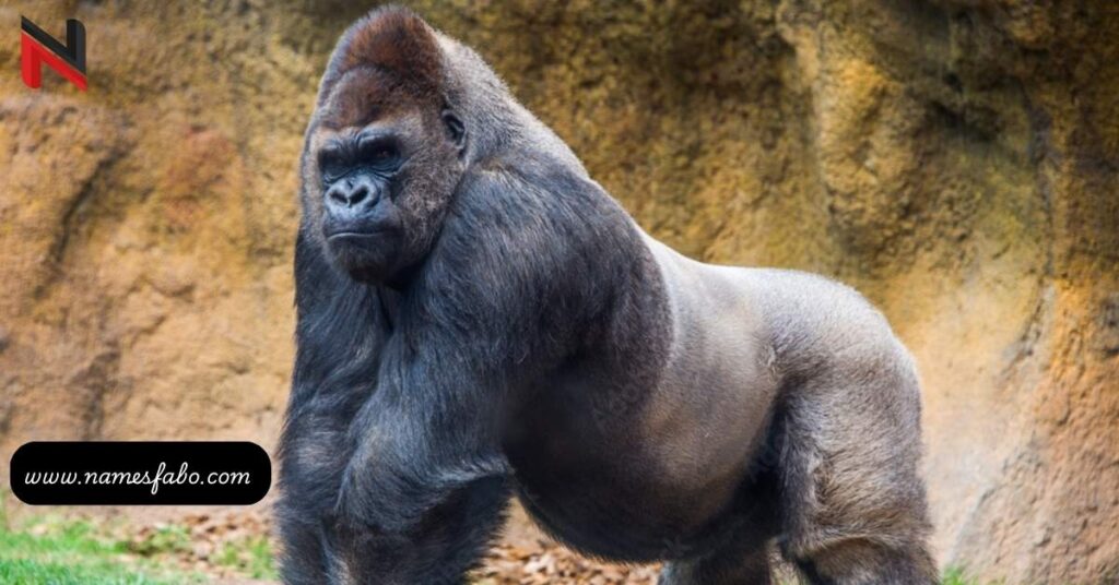 Male Gorilla Names