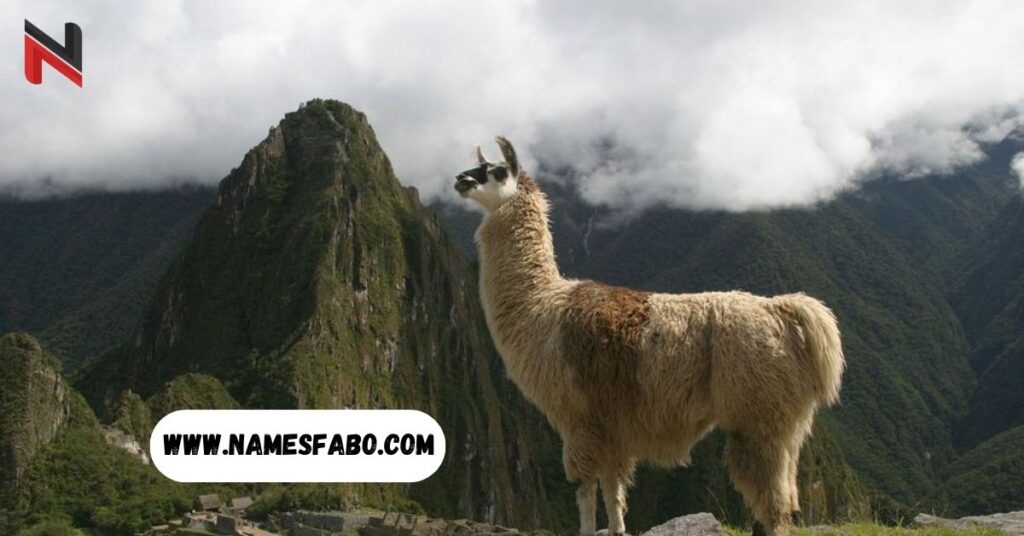 Male Llama Names