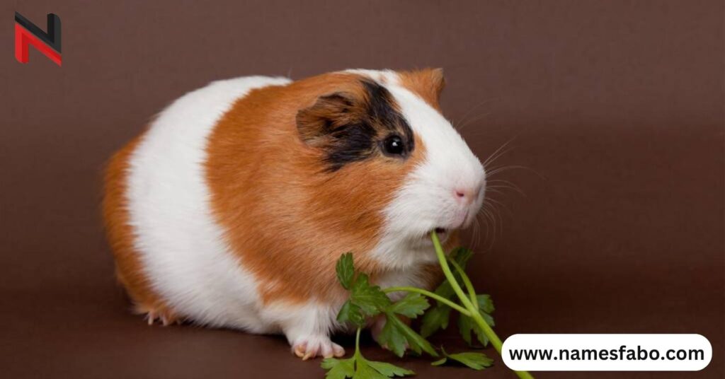 Names Based on Famous Guinea Pigs