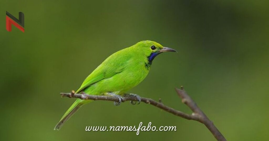 Names for Green Birds