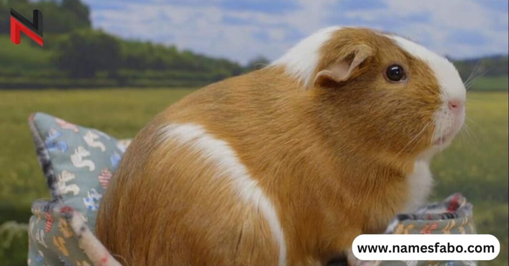 Popular Guinea Pig Names