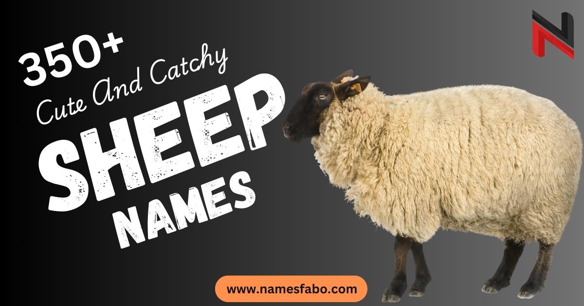 Sheep Names