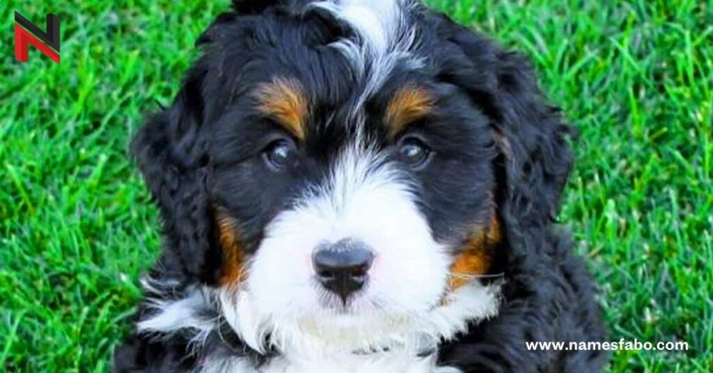 Unique Bernedoodle Dog Names