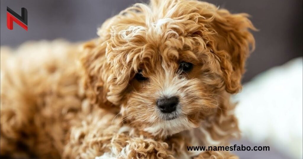 Unique Cavapoo Dog Names