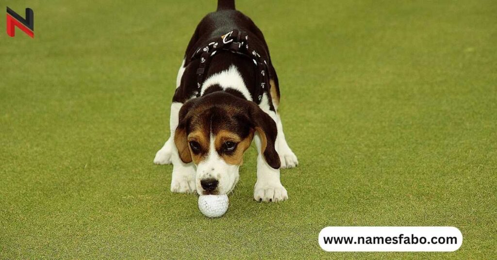 Unique Golf Dog Names