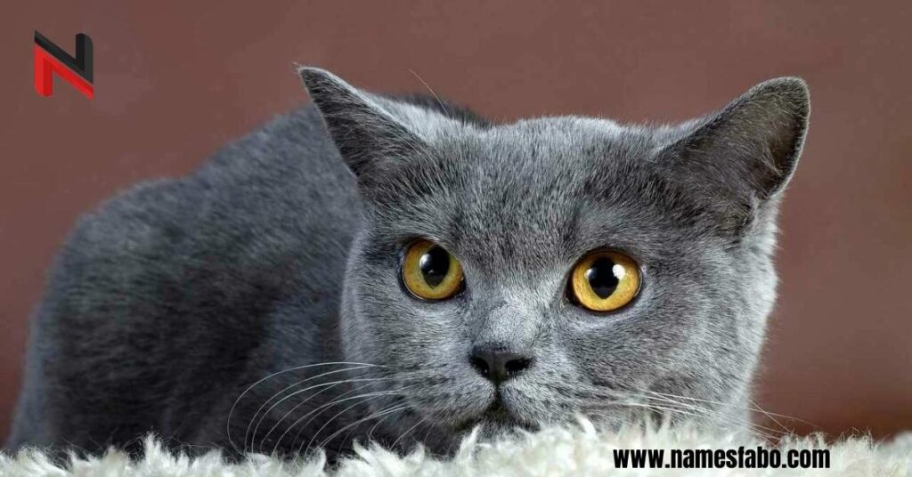 Unique Gray Cat Names