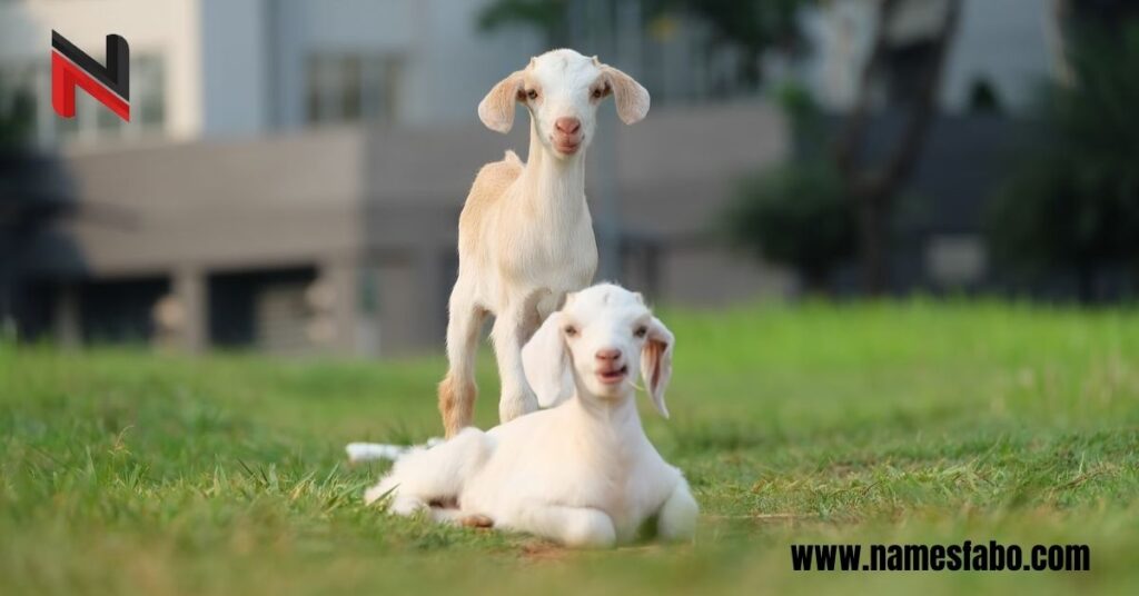 Baby Goat Names