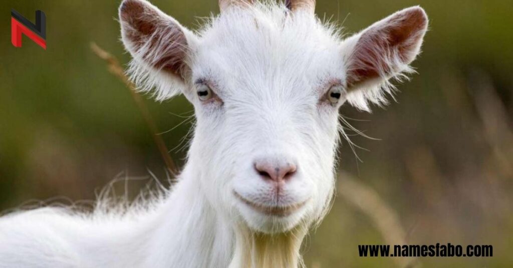 Best Goat Names