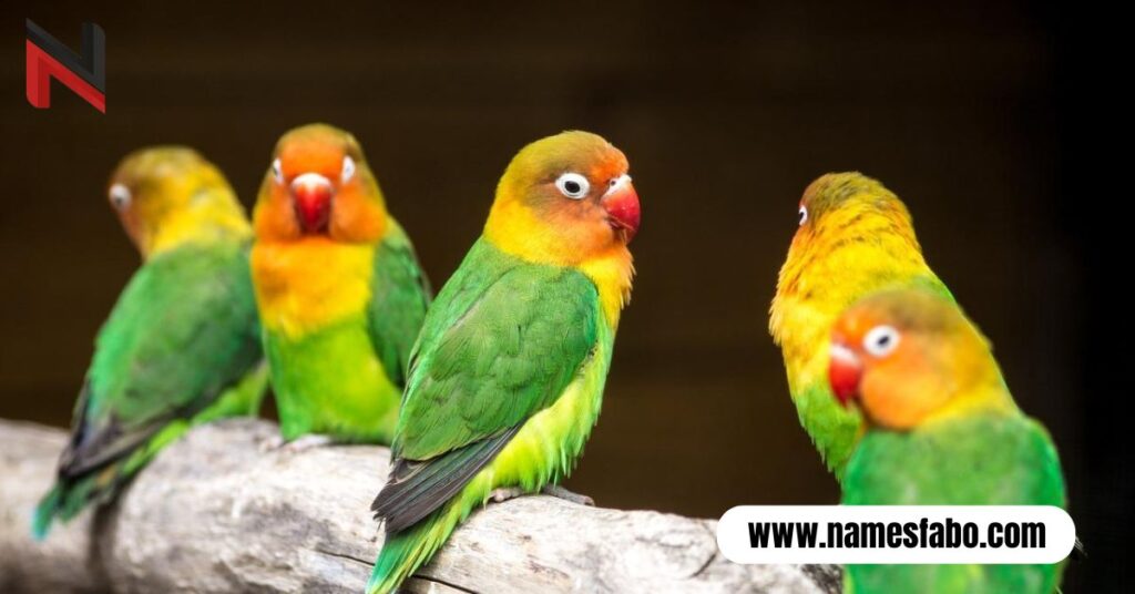 Cool Lovebird Names