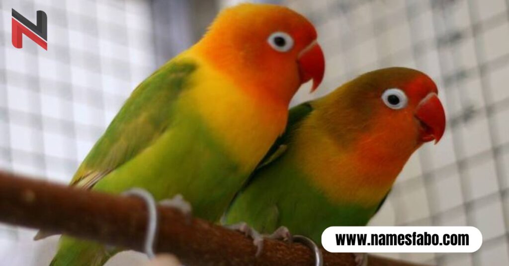 Cute Lovebird Names