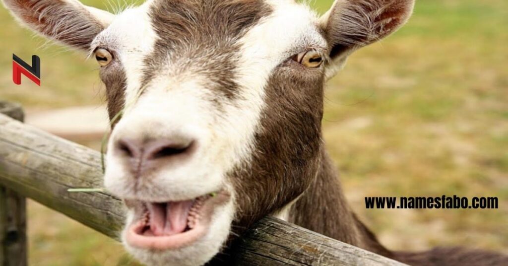 Funny Goat Names