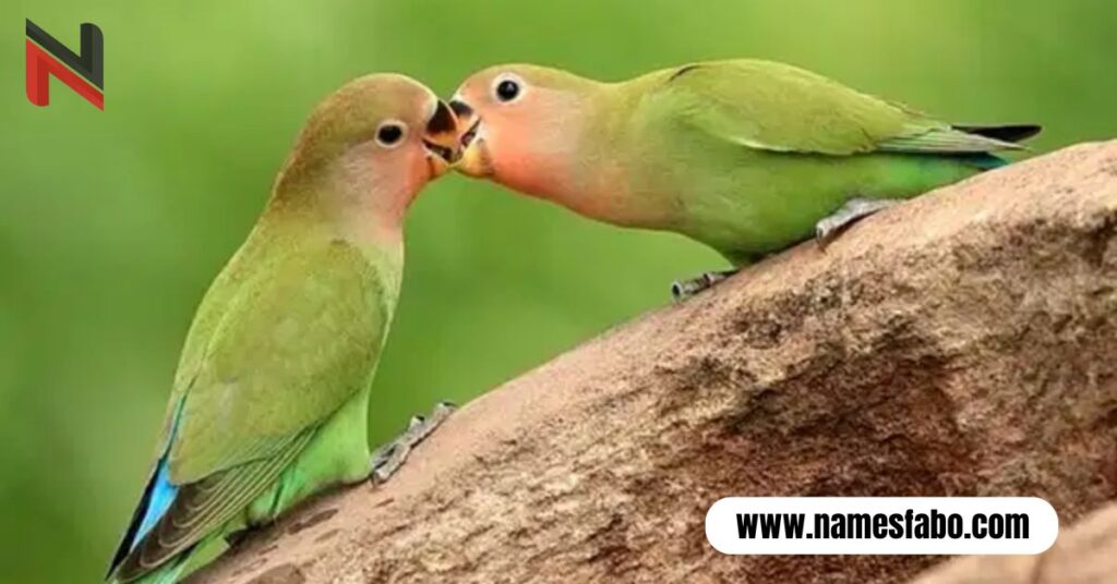 Funny Lovebird Names