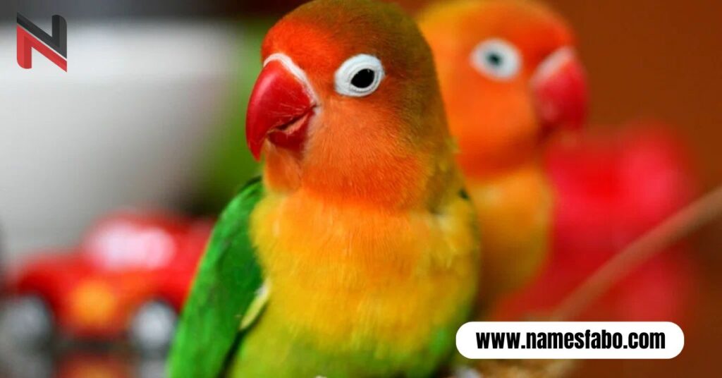 Lovebird Couple Names