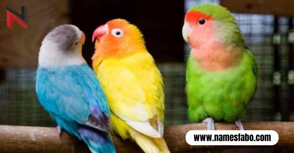 Unique Lovebird Names