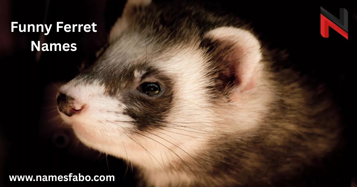 Funny Ferret Names