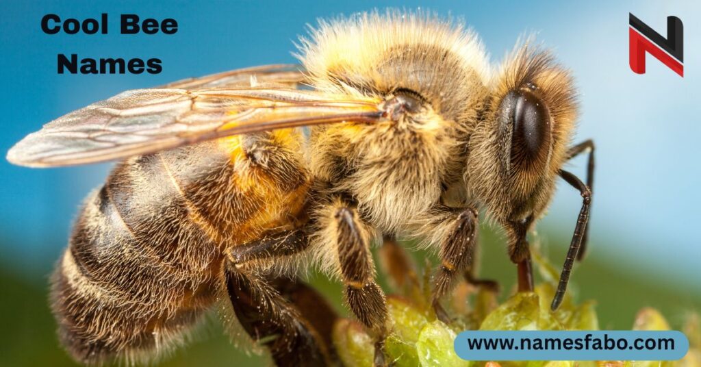 Cool Bee Names