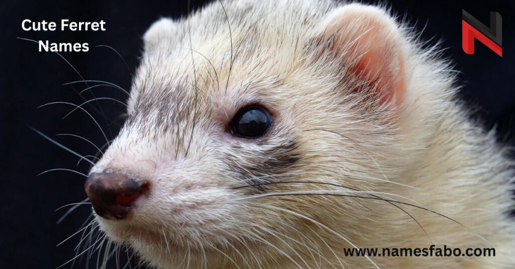 Cute Ferret Names