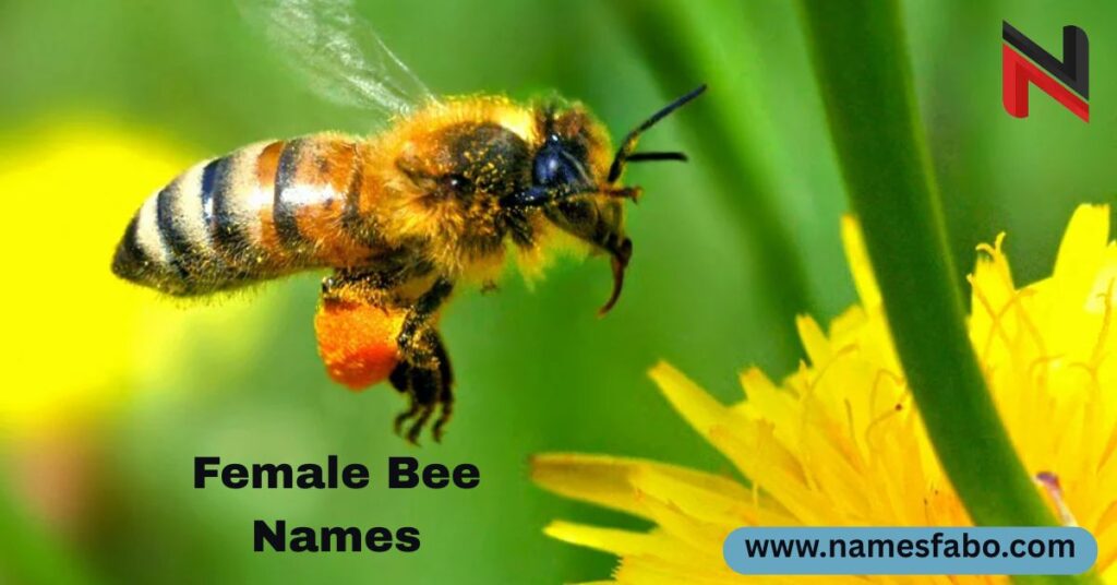 Female Bee Names