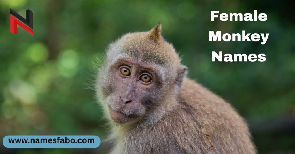 Female Monkey Names